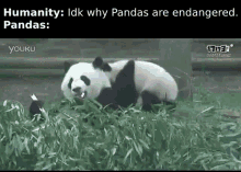 panda-endangered-fight-funny-gif-meme-gif.gif