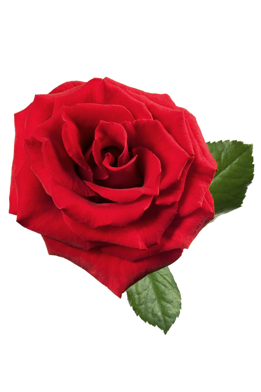 Large_Red_Rose_PNG_Clipart.png
