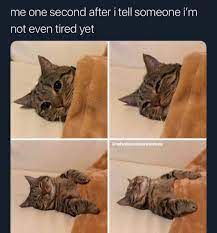 images (15).jpeg