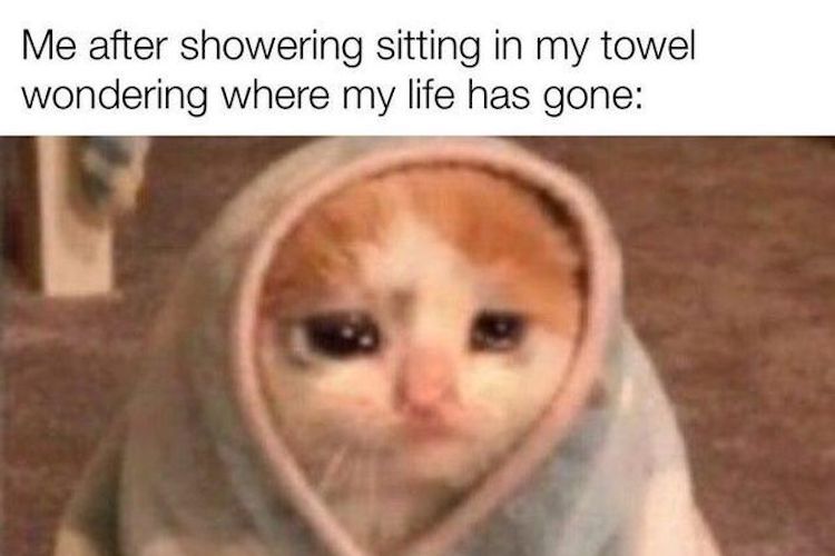 crying-cat-meme-24-1.jpeg
