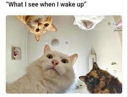 images (17).jpeg
