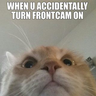 Example-of-Cat-Meme_Q320.jpg