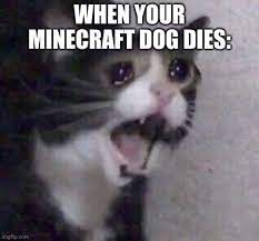 images (19).jpeg