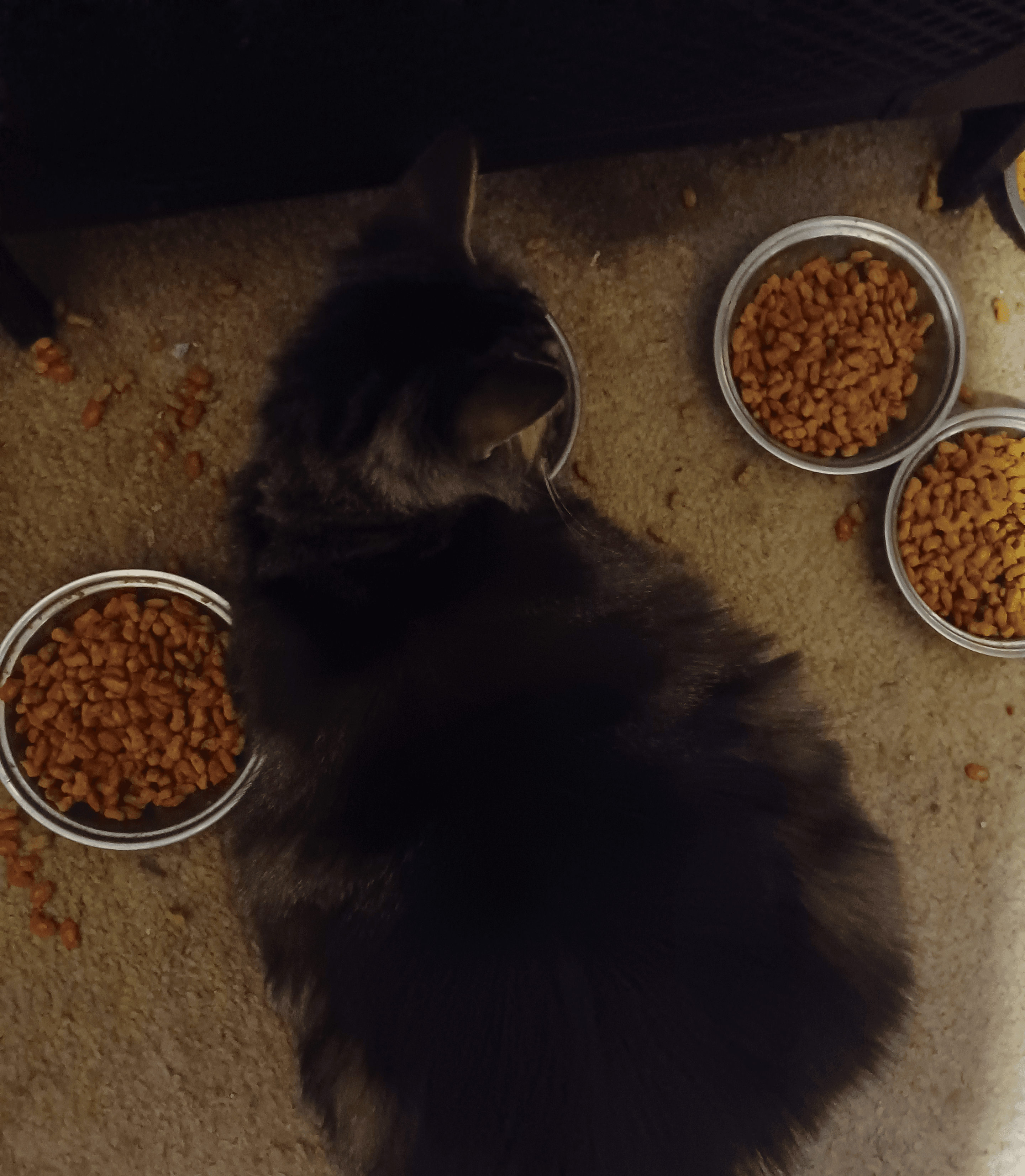 a19cc9b0-f5a9-4ebd-b6ed-14ba4384b27a-image.png