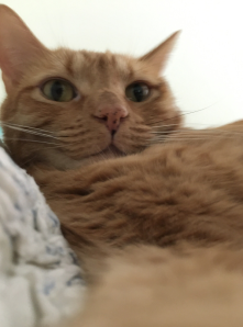 e63193b5-48f6-4e07-85fa-55805c65e63a-image.png