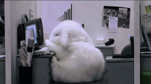 rabbit.gif