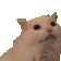 meow.gif
