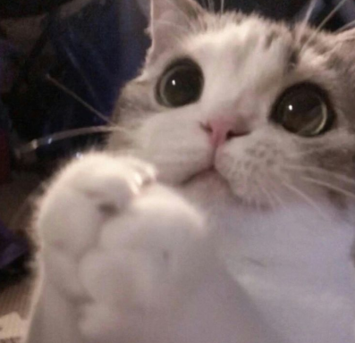 cute begging cat.PNG