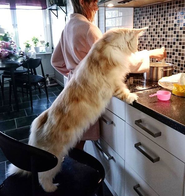 meet-lotus-the-huge-fluffy-maine-coon-cat-thats-going-viral-on-instagram.jpg