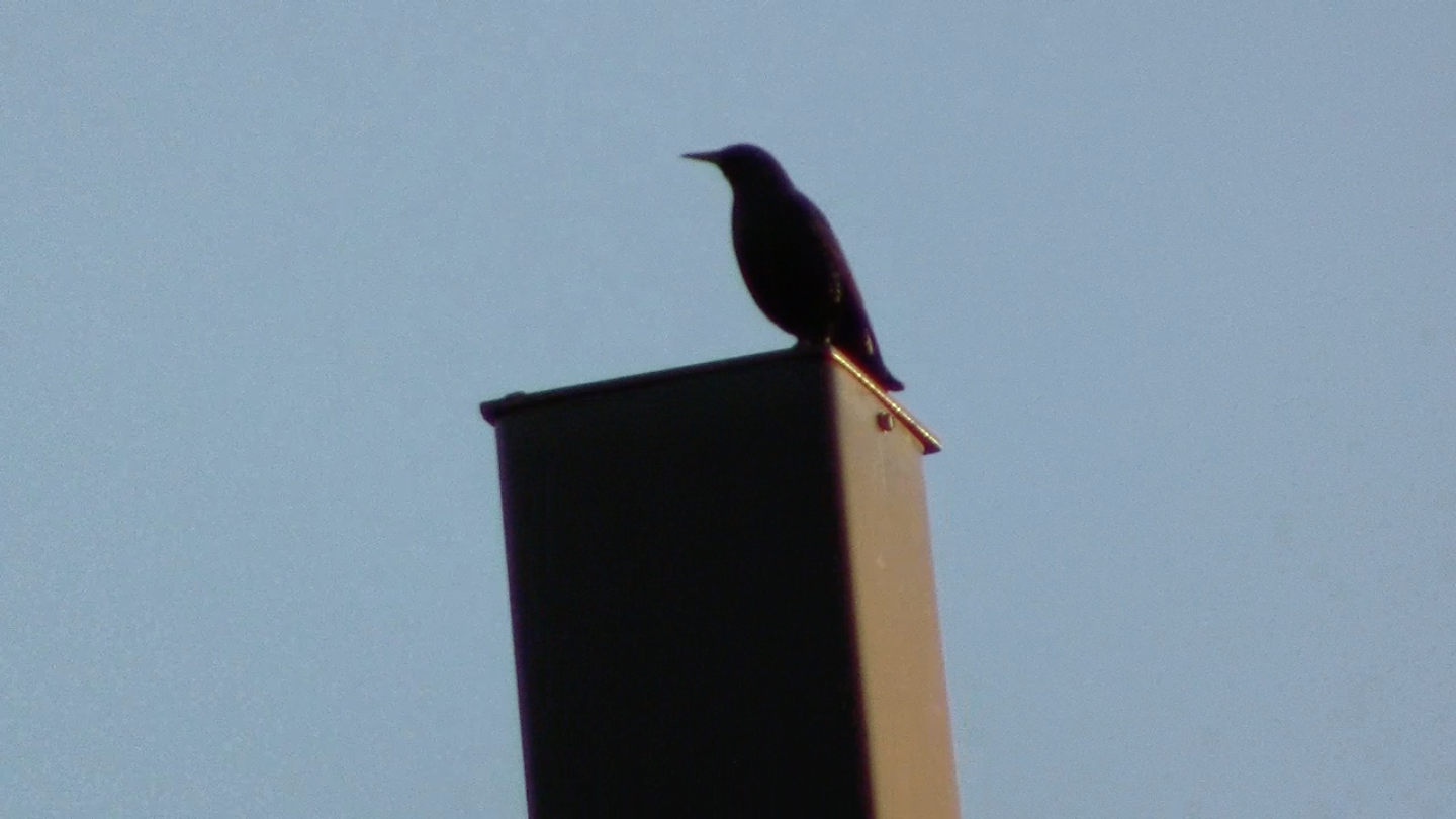 bird1.png