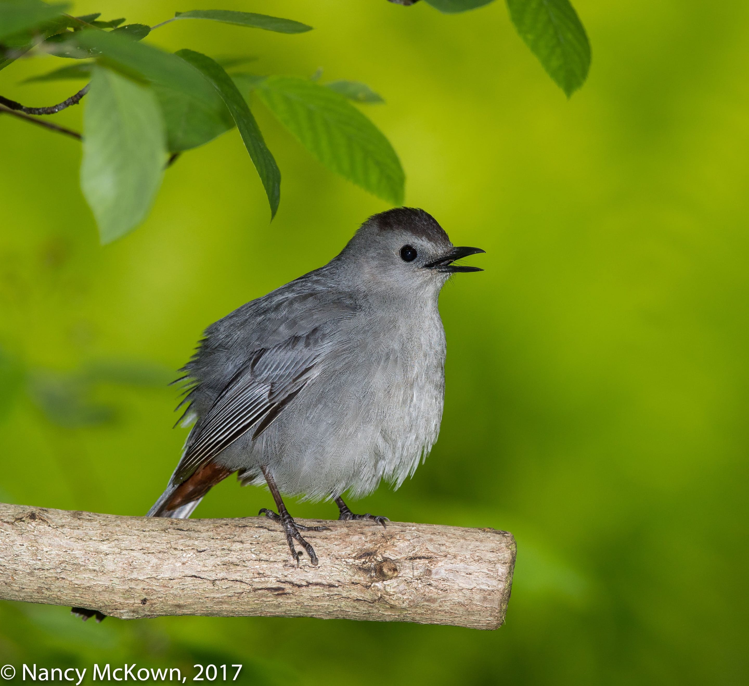catbird.jpeg