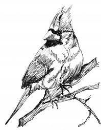 bird.jpeg