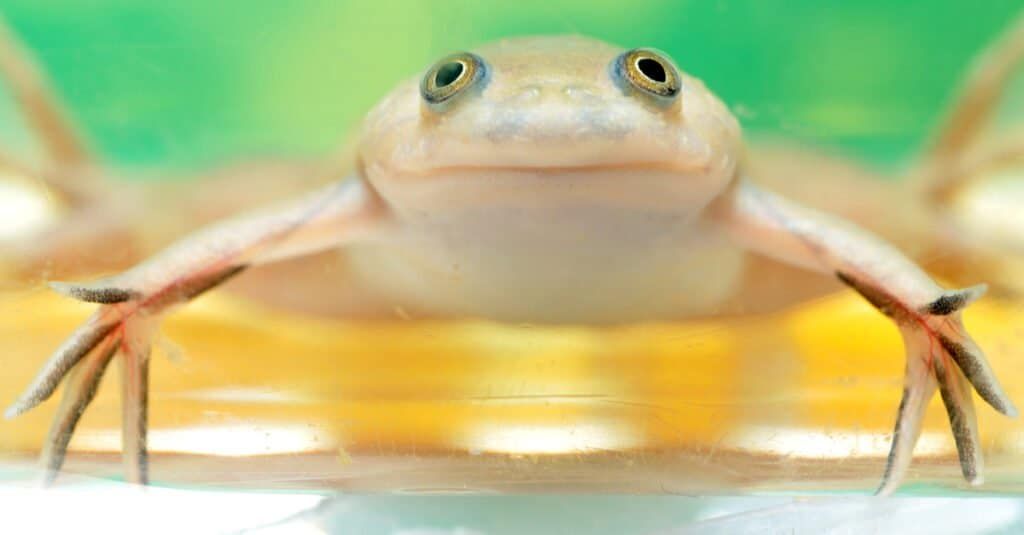 forbidden gummy.jpg