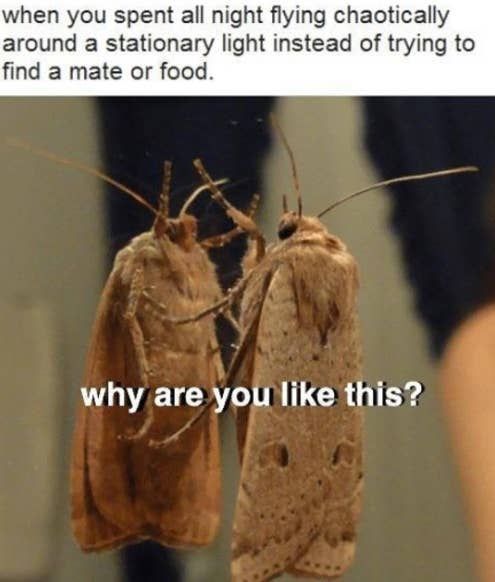 Please Enjoy These 32 Moth Memes That Made Me Cry From Laughing.jpeg