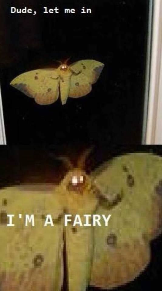 27 Moth Memes That Will Bring You Towards The Light.jpeg