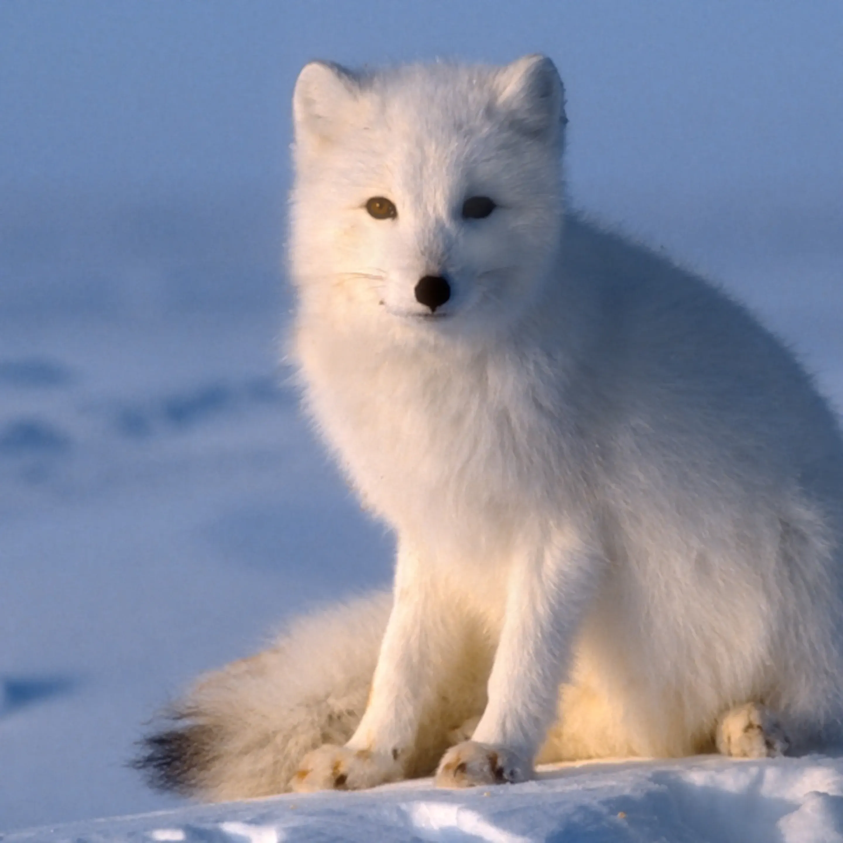 arctic-fox_square.webp