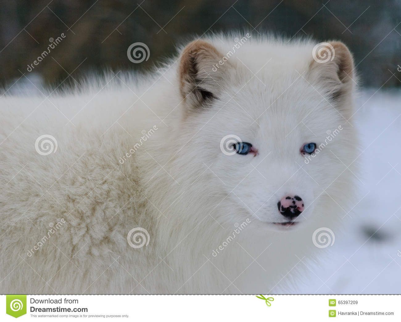 blue-eyed-white-arctic-fox-snow-close-up-portrait-65397209.jpg