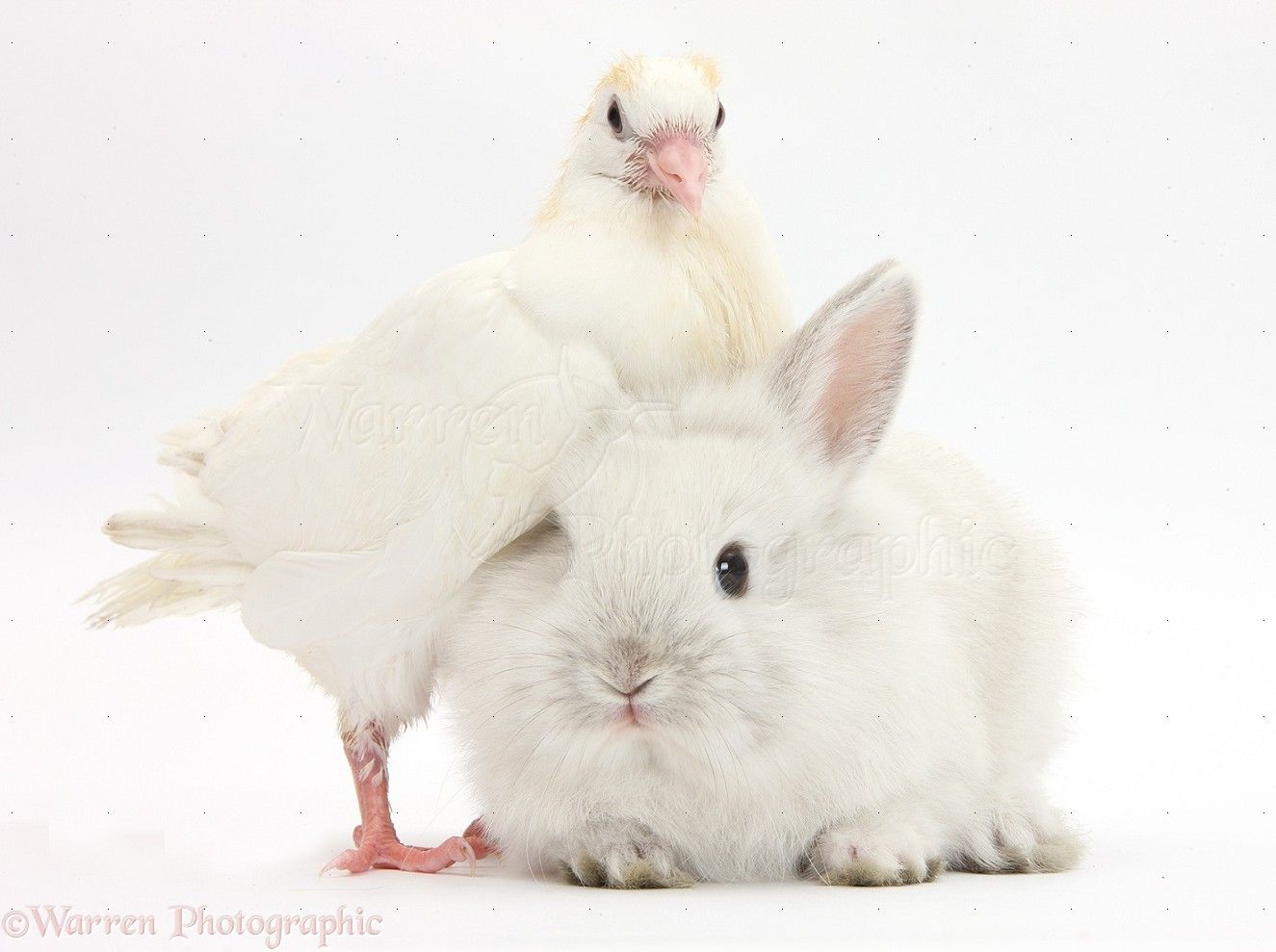 41323-White-dove-and-baby-bunny-white-background.jpg