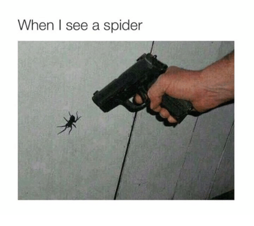 meme-gun-when-i-see-a-spider.png