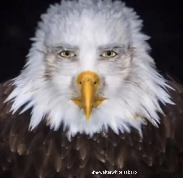 6ae85317-37e9-4637-8ebc-b73387c8078a-image.png