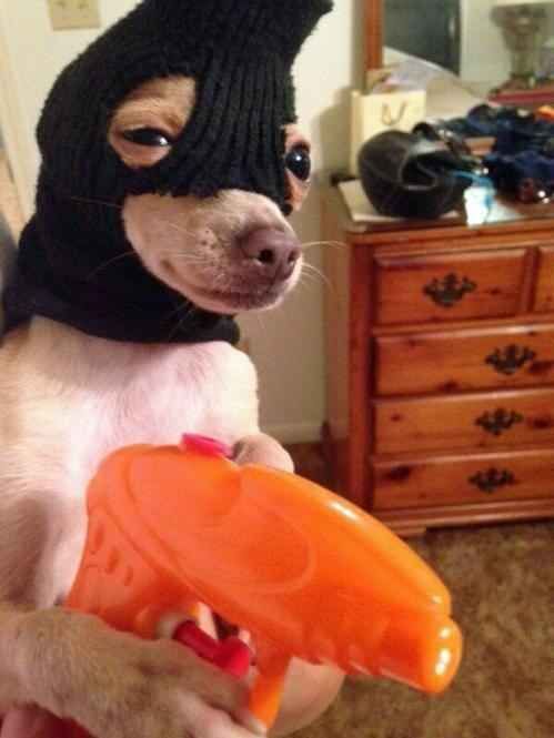 cursed-robber-doggo.jpg