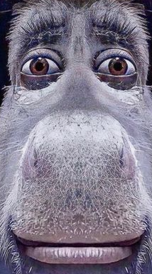 4e65a641-f4e5-4eb9-b0a3-05b5166100d6-Staring Donkey.png