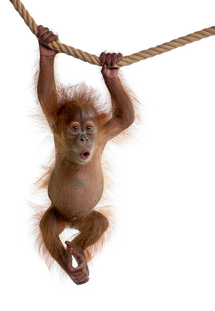 8531a385-c6df-4b6f-ad12-b8fc989cdb48-image.png