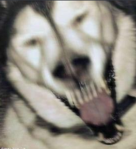 Dog Sneezing.png