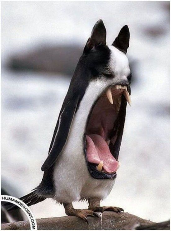 dog.jpg