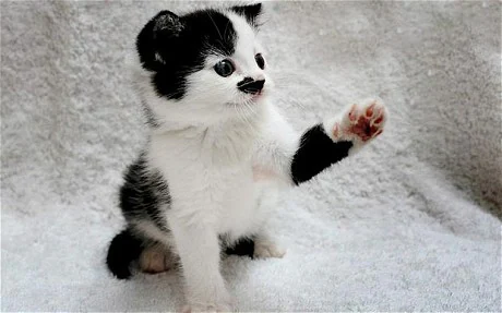 Kitler_1959295c.png