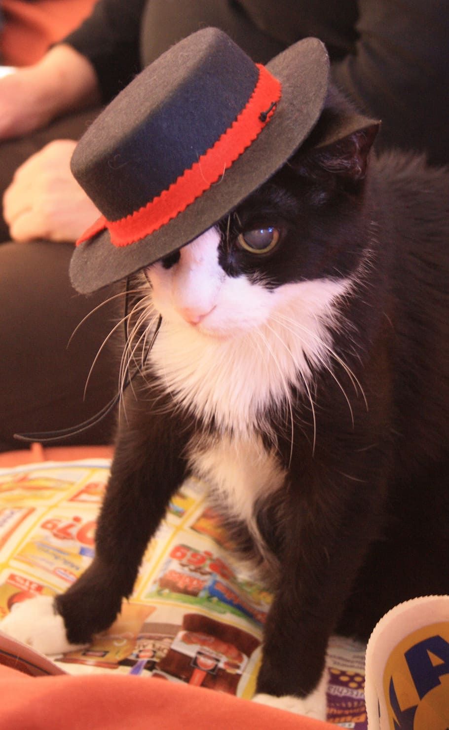 pussinbootslookingass.jpg