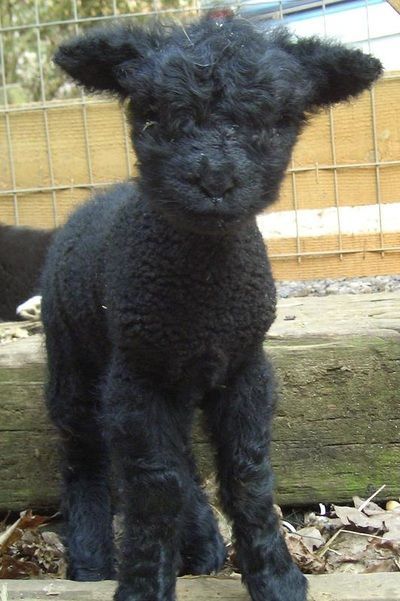 Miniature Sheep.jpeg
