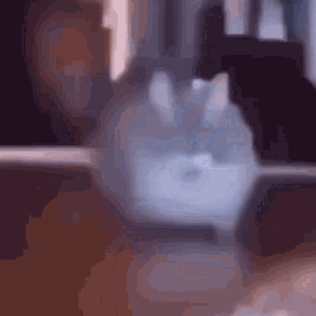 cat-approaching.gif