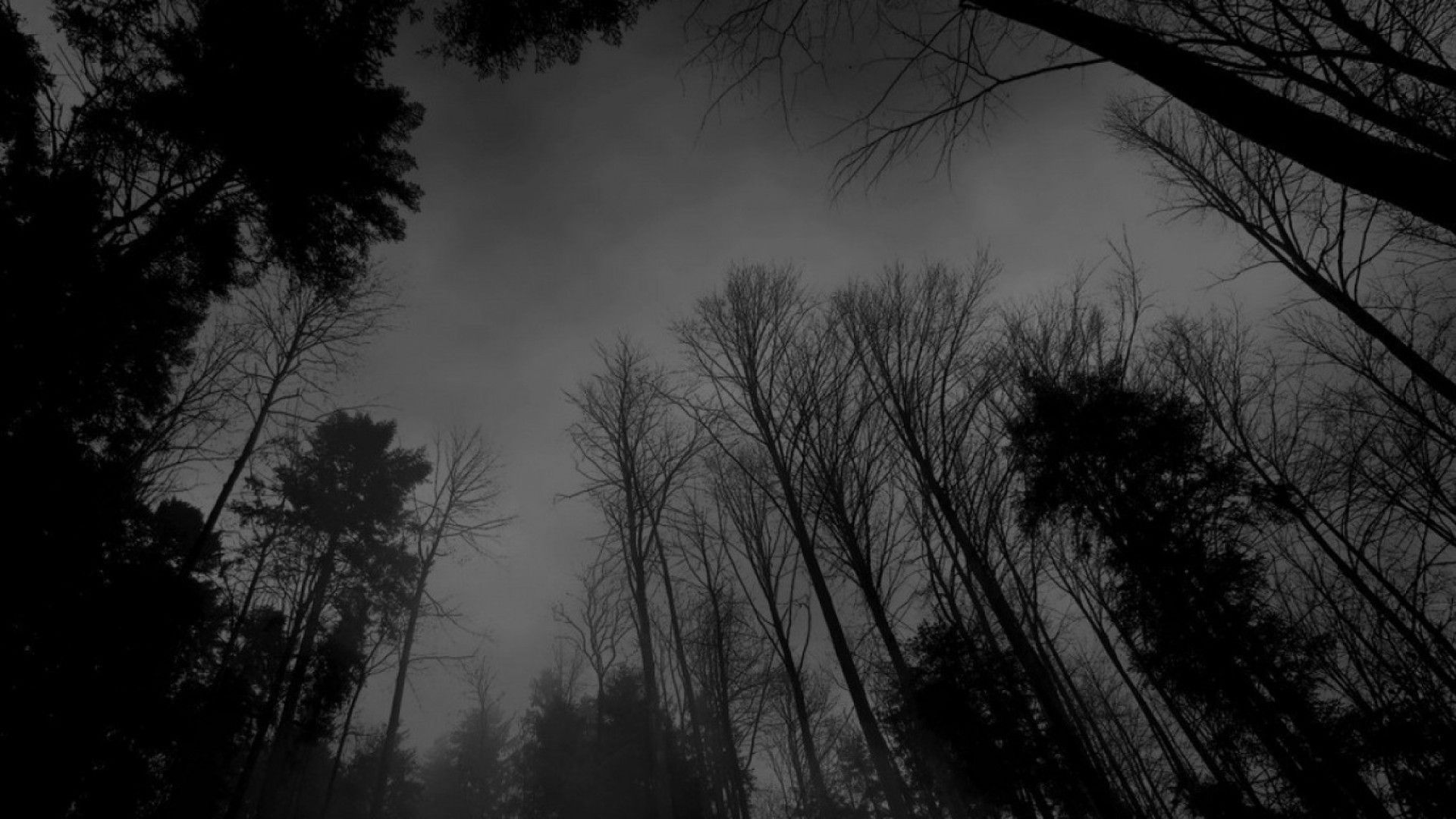 Grunge-Aesthetic-HD-Wallpaper-Night-Jungle.jpg