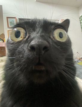 3149B6CD-2C87-473A-A016-34D9419F3D4E.jpeg