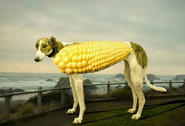 Corndog.png