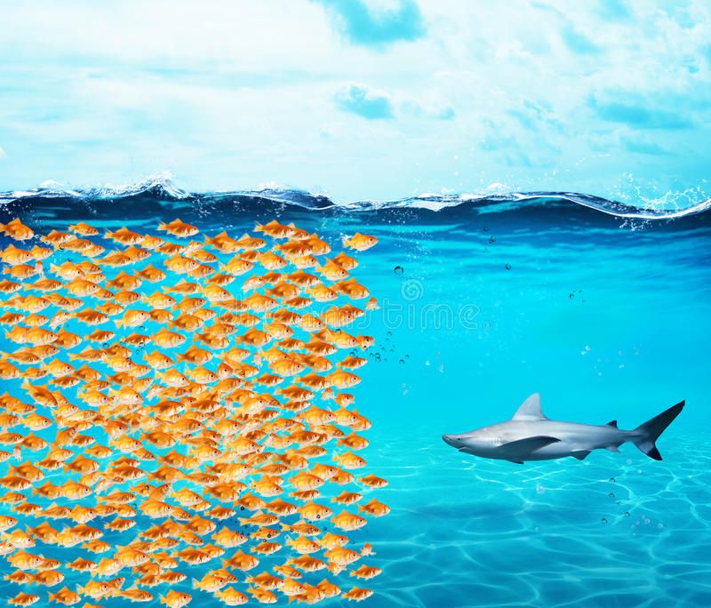goldfishes-group-make-wall-against-shark-concept-unity-strenght-teamwork-partnership-big-95593512.jpg