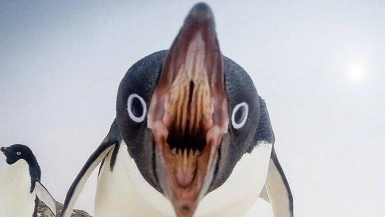 maxresdefault.jpg