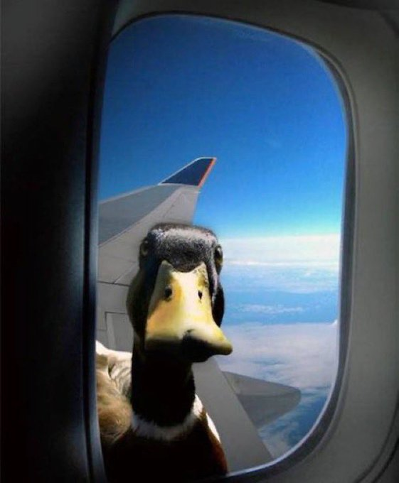 01DA033F-49AF-4F76-B000-FB0870AE408B.png