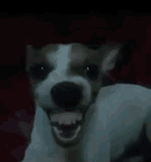 beomkyuta-cachorro-rindo.gif