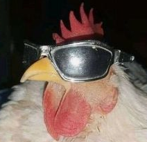 Cool Chicken.png
