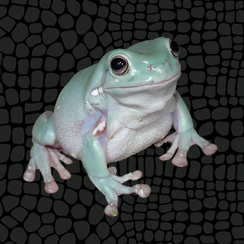 australianbluetreefrog.png