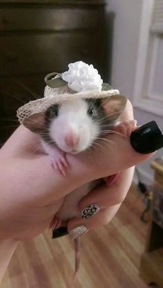 12ee169f1b06cd5bb0b499f55d51fb51--rat-or-mouse-cute-rats.jpg