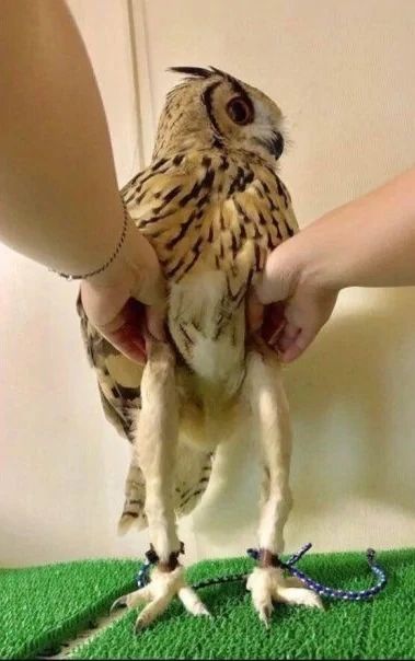Owl-Legs-768x604~2.jpg