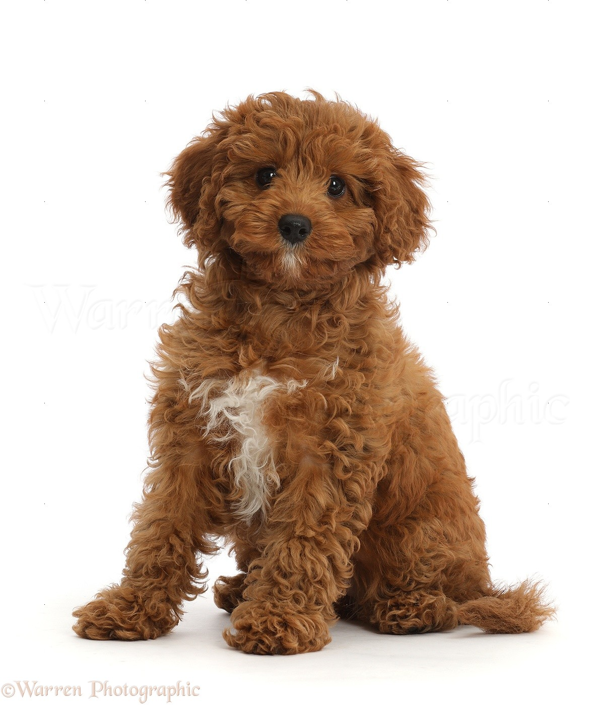 3f2e2158-b59f-4681-8546-747838911b6e-image.png