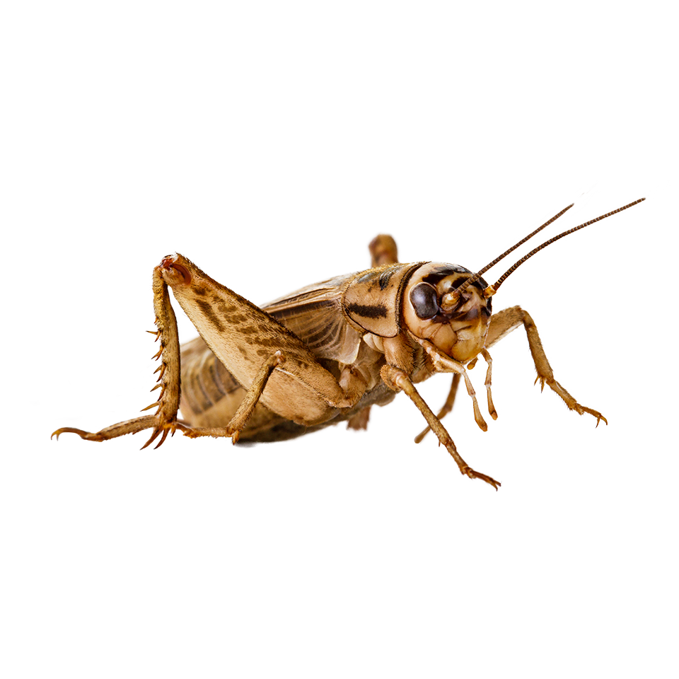 pngimg.com - cricket_insect_PNG4.png