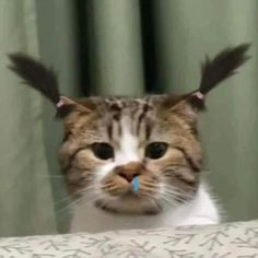 f2080888-7aeb-49f1-8f49-13a4b95c5cb9-image.png