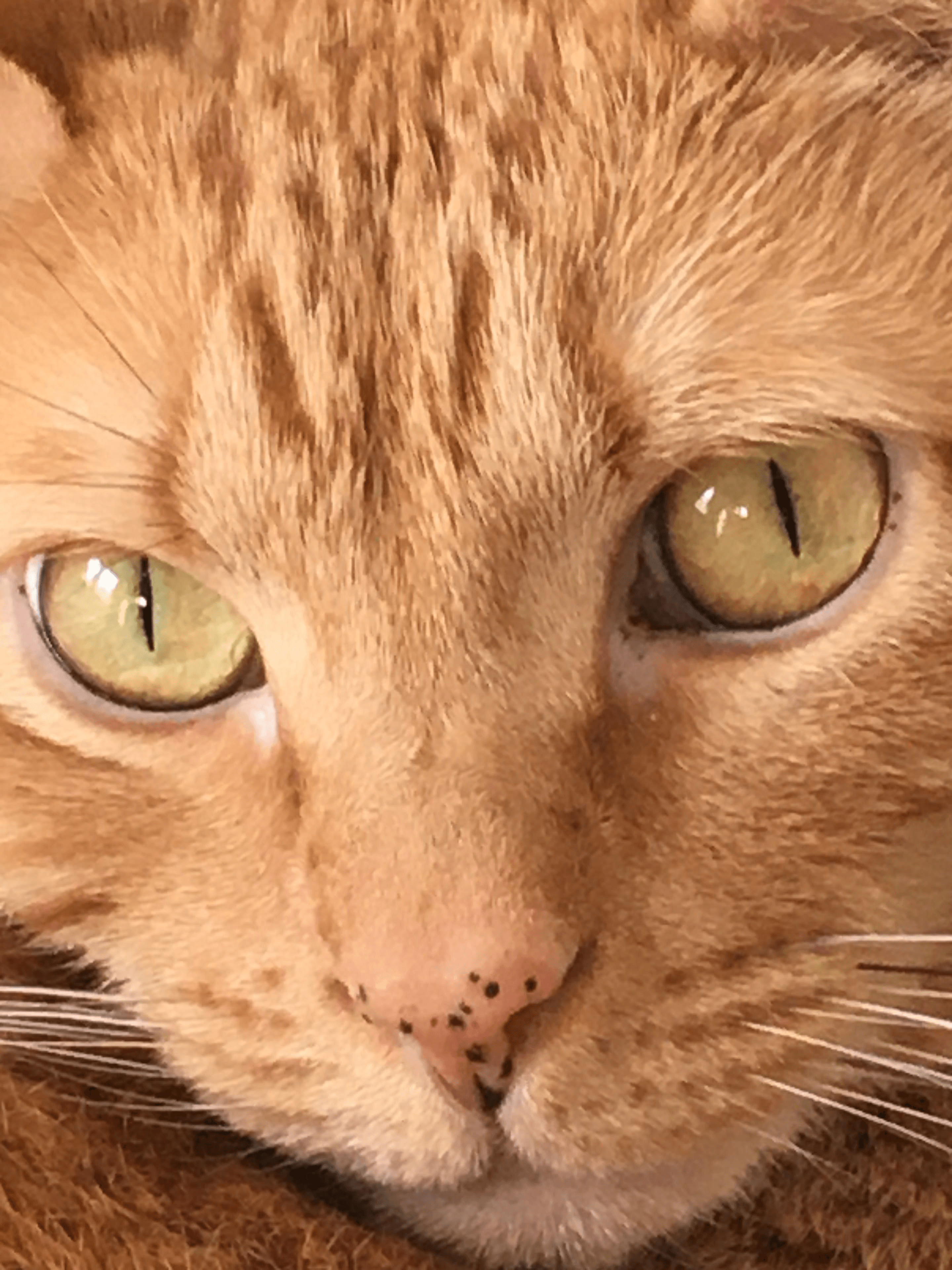71d768c9-5e1c-4575-a132-116b0a8cd5be-image.png