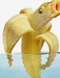 Fishnana.png