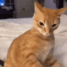 IMG_5562.gif